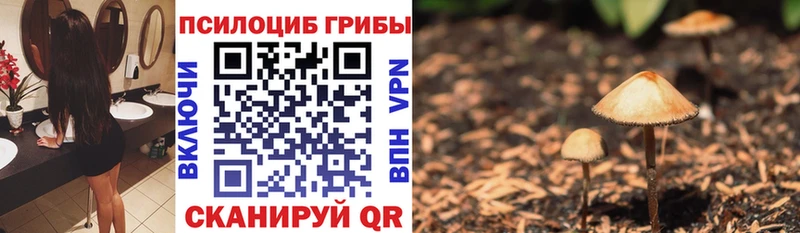 Купить  Крым  Псилоцибиновые грибы Psilocybe 